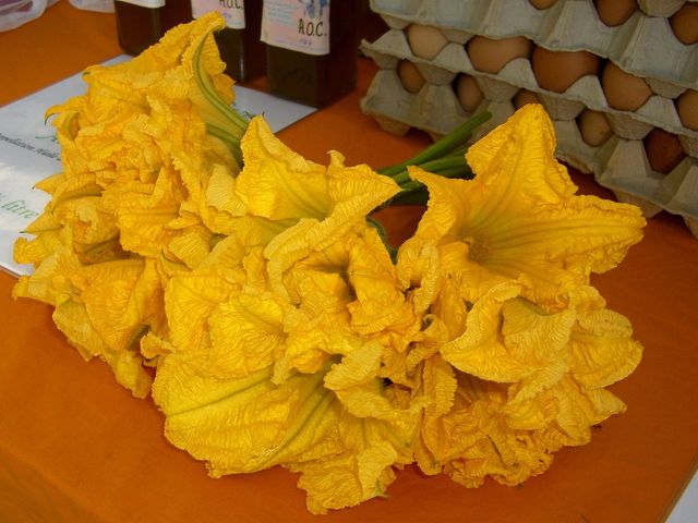 fleur de courgette